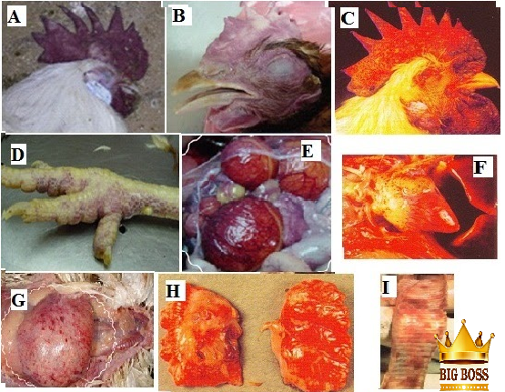 bệnh cúm gia cầm (H5N1)