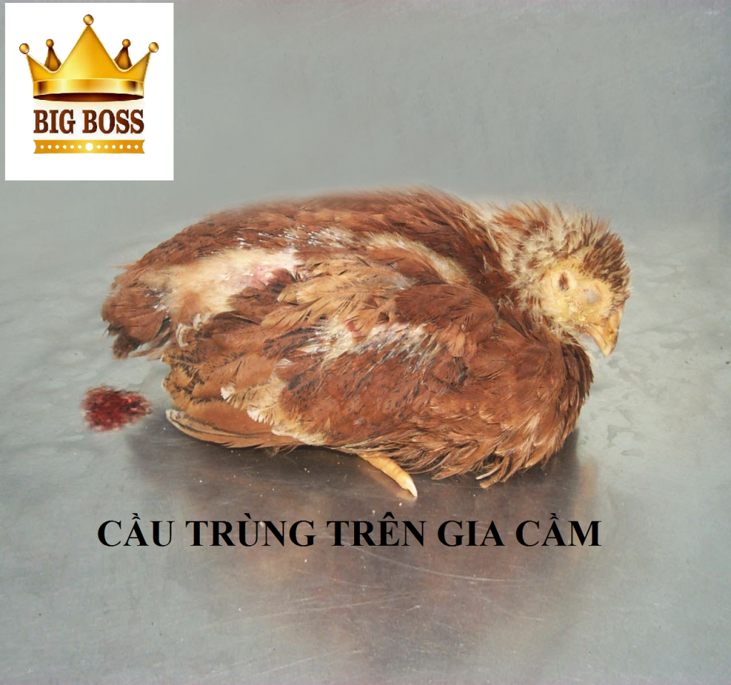 bệnh cầu trùng trên gà