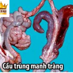 Hiểu biết bệnh cầu trùng trên gia cầm cùng big boss