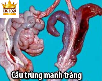 Hiểu biết bệnh cầu trùng trên gia cầm cùng big boss