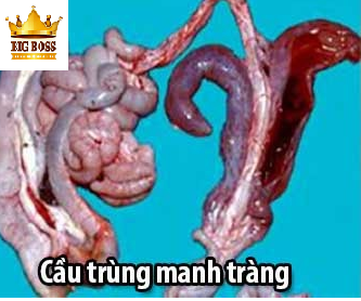 Hiểu biết bệnh cầu trùng trên gia cầm cùng big boss