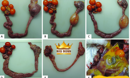 Hiểu biết hội chứng giảm đẻ ở gia cầm cùng big boss