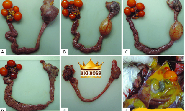 Hiểu biết hội chứng giảm đẻ ở gia cầm cùng big boss