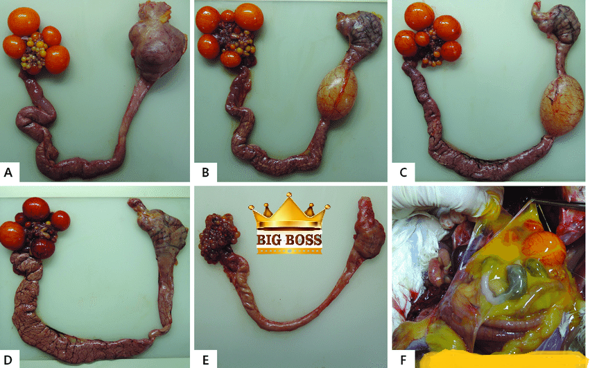 Hiểu biết hội chứng giảm đẻ ở gia cầm cùng big boss
