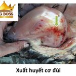 Hiểu biết bệnh Gumboro trên gà cùng big boss