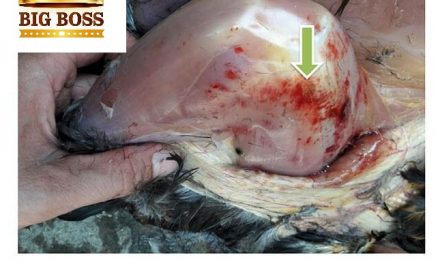 Hiểu biết bệnh Gumboro trên gà cùng big boss