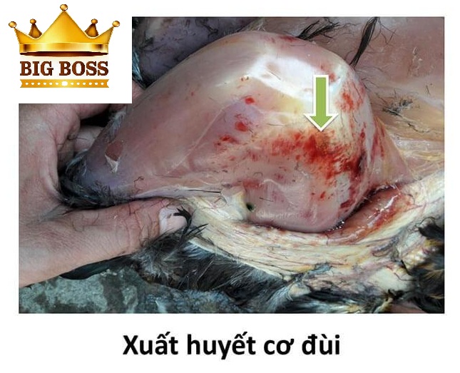 Hiểu biết bệnh Gumboro trên gà cùng big boss