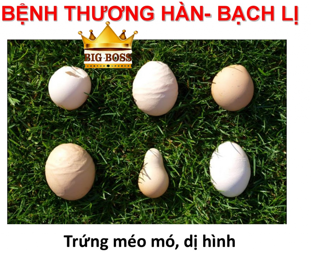 bệnh thương hàn - bạch lỵ
