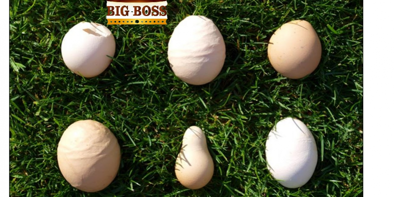 Hiểu biết bệnh phân dính đít – bạch lỵ ở gà con, phó thương hàn ở vịt, ngan con – pullorosis avium cùng big boss