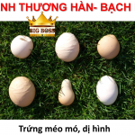 Hiểu biết bệnh phân dính đít – bạch lỵ ở gà con, phó thương hàn ở vịt, ngan con – pullorosis avium cùng big boss