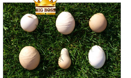 Hiểu biết bệnh phân dính đít – bạch lỵ ở gà con, phó thương hàn ở vịt, ngan con – pullorosis avium cùng big boss