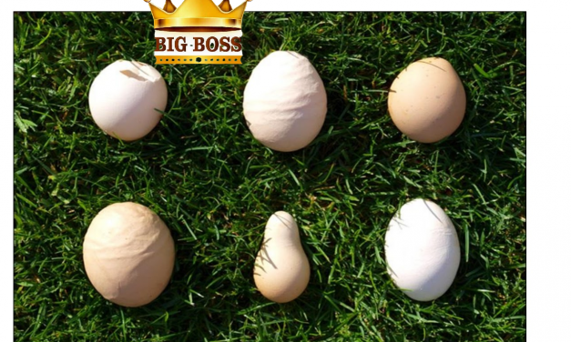 Hiểu biết bệnh phân dính đít – bạch lỵ ở gà con, phó thương hàn ở vịt, ngan con – pullorosis avium cùng big boss