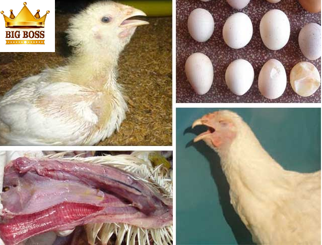 bệnh viêm phế quản truyền nhiễm