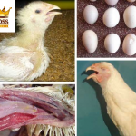 Hiểu biết bệnh viêm phế quản truyền nhiễm ở gia cầm cùng big boss