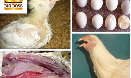 Hiểu biết bệnh viêm phế quản truyền nhiễm ở gia cầm cùng big boss