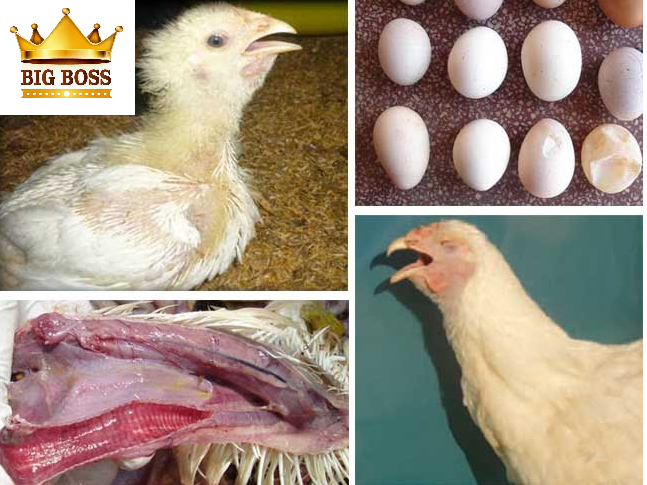 Hiểu biết bệnh viêm phế quản truyền nhiễm ở gia cầm cùng big boss