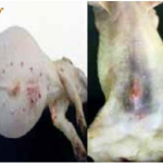 Hiểu biết bệnh viêm ruột hoại tử ở lợn con cùng big boss