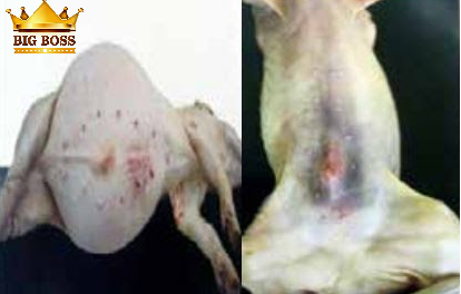 Hiểu biết bệnh viêm ruột hoại tử ở lợn con cùng big boss