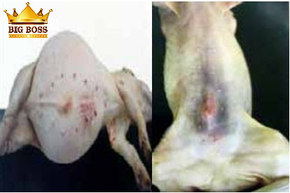 Hiểu biết bệnh viêm ruột hoại tử ở lợn con cùng big boss