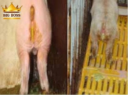 bệnh viêm ruột hoại tử ở lợn