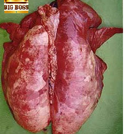 Hiểu biết về bệnh viêm phổi – viêm dính màng phổi ở  lợn cùng big boss