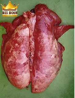 Hiểu biết về bệnh viêm phổi – viêm dính màng phổi ở  lợn cùng big boss