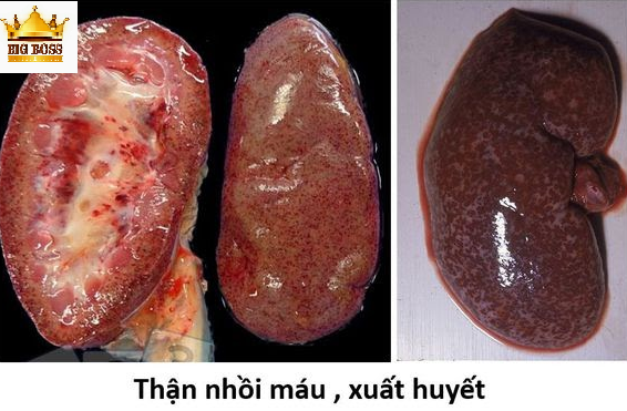 Bênh đóng dấu heo