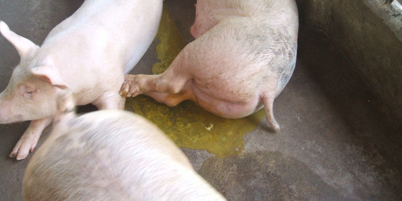 Hiểu biết bệnh phó thương hàn ở heo cùng bigboss