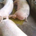 Hiểu biết bệnh phó thương hàn ở heo cùng bigboss