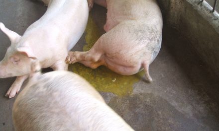 Hiểu biết bệnh phó thương hàn ở heo cùng bigboss