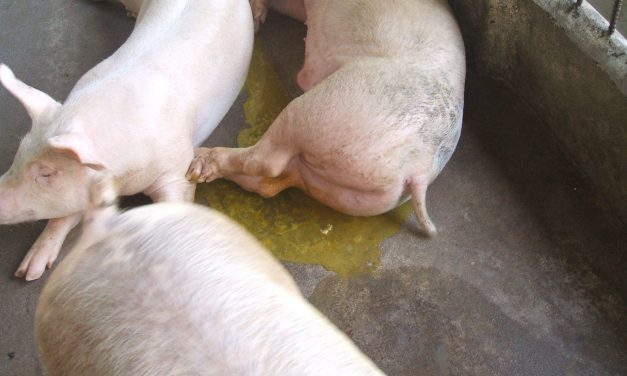 Hiểu biết bệnh phó thương hàn ở heo cùng bigboss