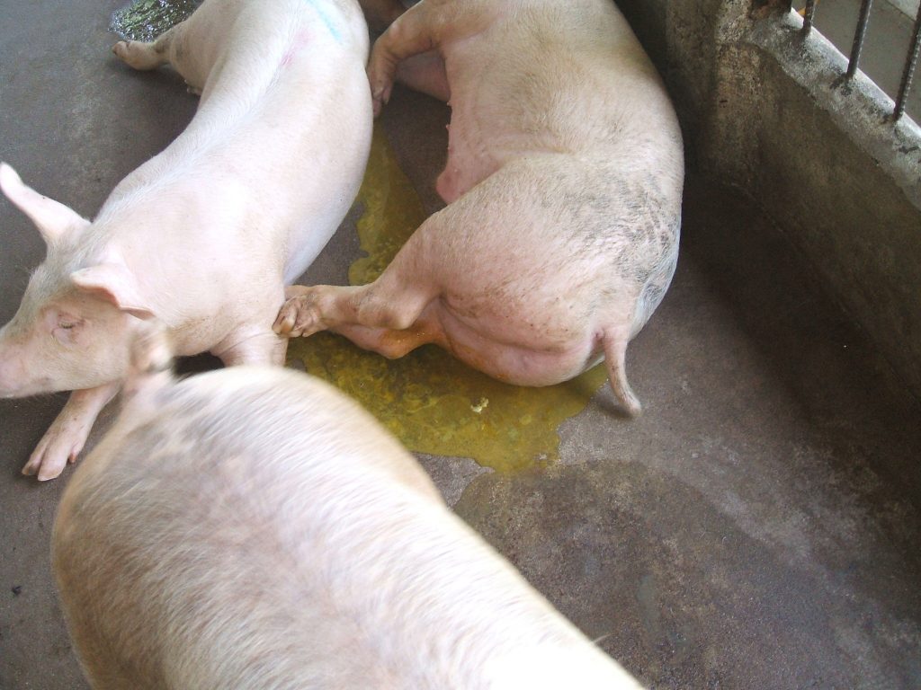 Bệnh phó thương hàn