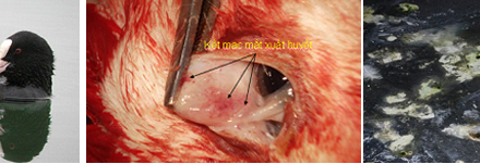 Hiểu biết về bệnh dịch tả ở vịt cùng big boss