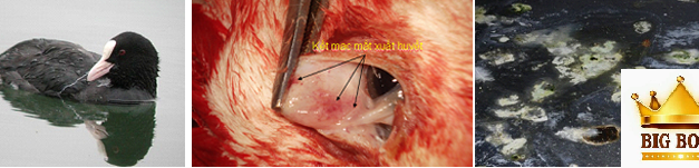 Hiểu biết về bệnh dịch tả ở vịt cùng big boss