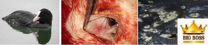 Hiểu biết về bệnh dịch tả ở vịt cùng big boss