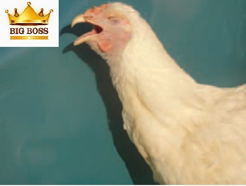 bệnh hen gà - CRD ghép với Ecoli tạo ra bệnh CCRD