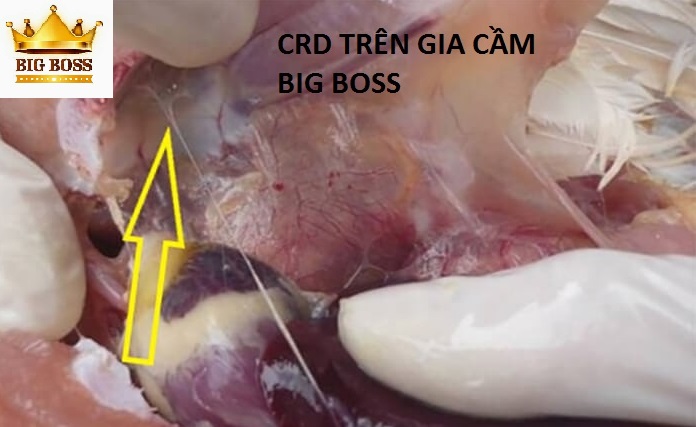 bệnh CRD trên gà 