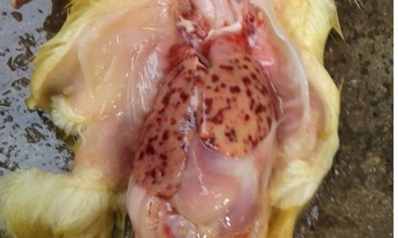 Hiểu biết về bệnh viêm gan ở vịt cùng big boss