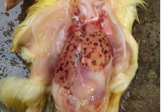 Hiểu biết về bệnh viêm gan ở vịt cùng big boss