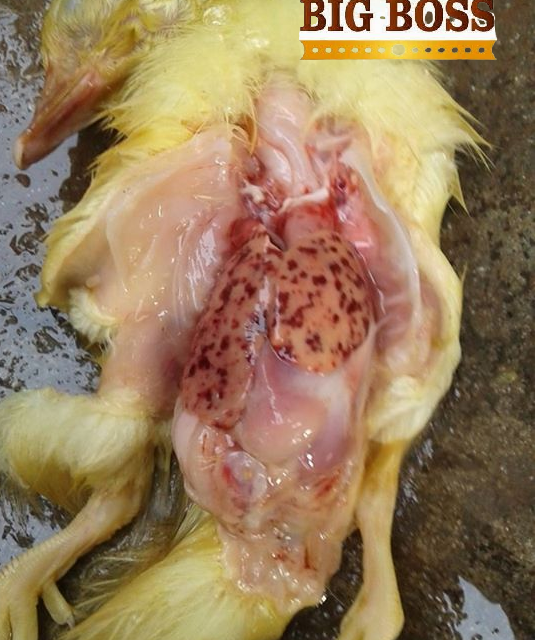 Hiểu biết về bệnh viêm gan ở vịt cùng big boss