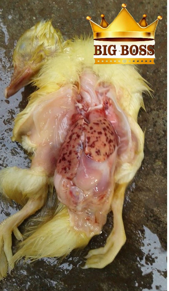 bệnh viêm gan ở vịt