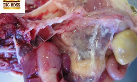 Hiểu biết bệnh hen gà – CRD ghép với Ecoli tạo ra bệnh CCRD cùng big boss