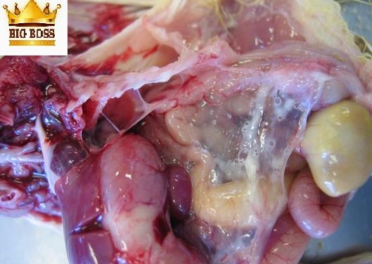 Hiểu biết bệnh hen gà – CRD ghép với Ecoli tạo ra bệnh CCRD cùng big boss