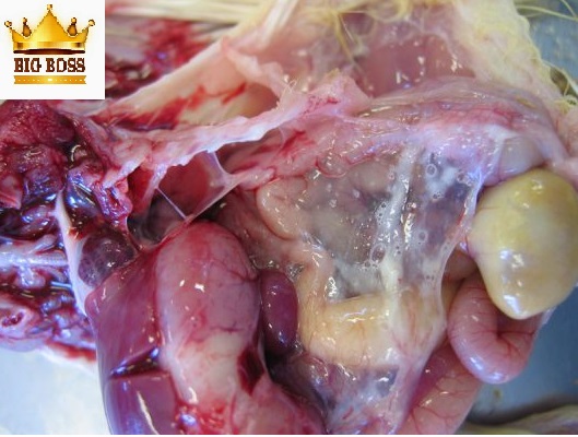 Hiểu biết bệnh hen gà – CRD ghép với Ecoli tạo ra bệnh CCRD cùng big boss