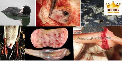 bệnh dịch tả vịt