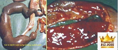 Hiểu biết bệnh nhiễm trùng huyết do Ecoli nguyên phát ở gia cầm cùng big boss