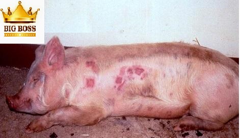 Bệnh đóng dấu heo